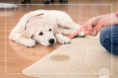 Pet Problems: How to Rid Your Home of Pet Smells
